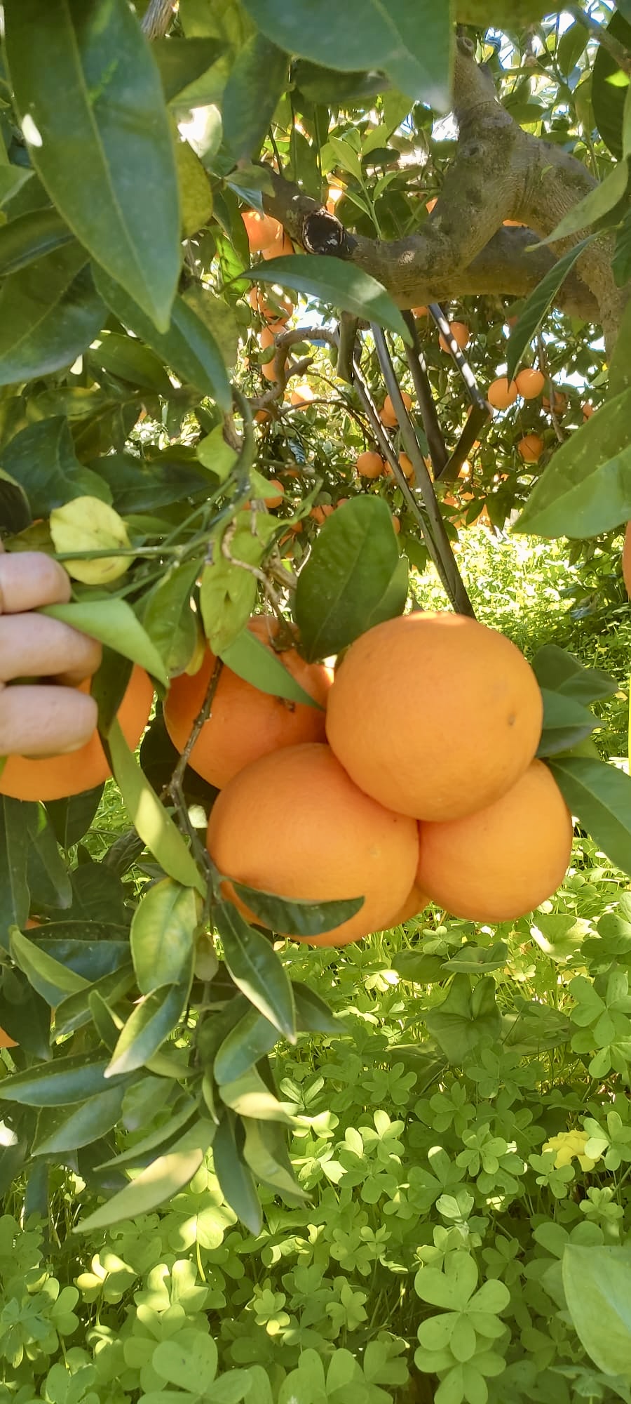 Orangen hängen zwischen grünen Blättern an einem Baum.